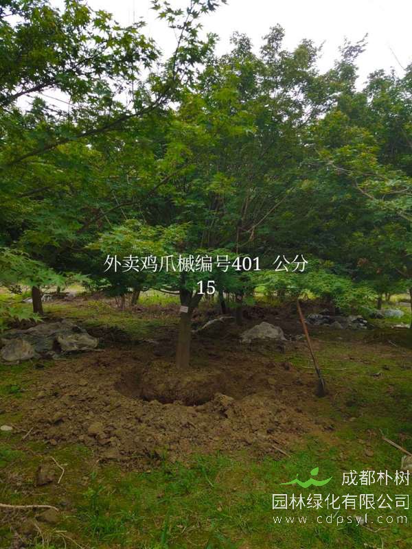 鸡爪槭米径14cm价格，在哪里可以买到鸡爪槭